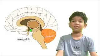 Amygdala- Brain Series by Master Ali