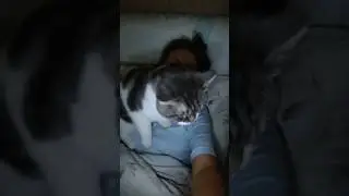 🤷&zwj;♀️ Нет он нетолстый и нетяжелый 😹 у него кость широкая и плюшевая! #прикольныекоты #котики