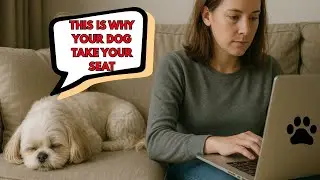 When Your Shih Tzu Takes Your Seat… It’s Trying To Tell You Something Important