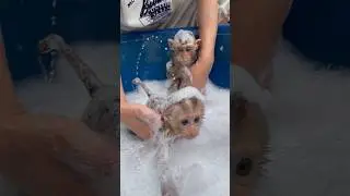 Baby monkey Nana doesn't seem to enjoy bathing with Susu.