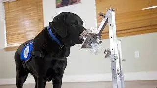 Specially trained detection dogs learn to sniff out COVID-19