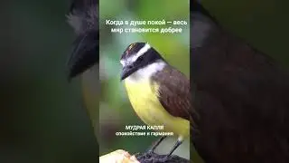 #гармония #душа #вдохновение #innerpeace #calmworld #мудраякапля #вдохновение #wisdom #nature #peace