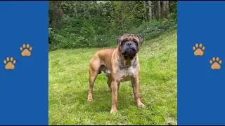 SHOCKING: 10-Year Hero Discarded Like Trash! Why This 180lb Giant Was Forced To Leave!