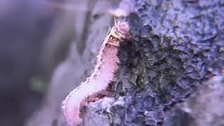 Pet Life #fish #dog #animal #worms #pets #live #life #shorts #tiktok #india #indonesia @wildlifenaturism