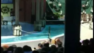 Sea Lion does 10 foot high jump