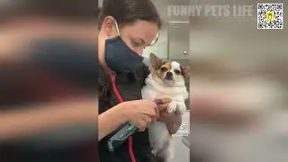 🐶😼 Epic Pets Fails: Hilarious Moments That Will Make You LOL! 😂🐾