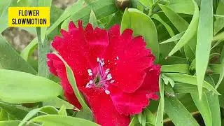 Natural Video EP-04 | Blossom Plant Videography