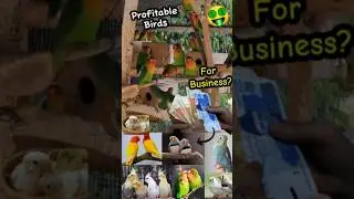 Which Birds Are Most Profitable For New Fancier In Business? 😱💰|1 Pair Se laakho Rupee| 🦜💸 #ytshorts