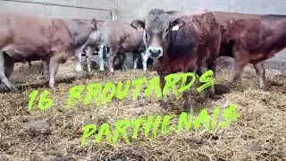 LOTS DE BROUTARDS PARTHENAIS ET BLONDS D'AQUITAINE