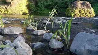 Night River Sounds | Water Flow Under Moonlight for Sleep