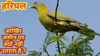 जंगलों पहाड़ों में हारियल चिड़ियां की जिंदगी।। Hariyal Bird Jungle Ki Life।।Life Of Forest Hariyal