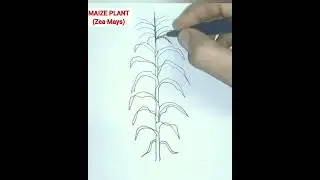 how to draw maize plant easily/monocot plant easy drawing
