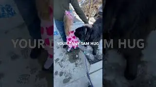 Гигантская собака, Мозги младенца
