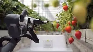 FrankaProduction3 robotic arm picks strawberries precisely, avoiding damage and boosting efficiency