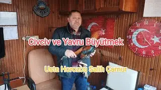 Civciv, Piliç ve Yavru Büyütme # Usta Horozcu Salih Çamur Anlatıyor.
