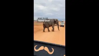 What to See in Kenya - Tsavo East