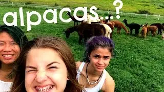 #alpacasquad #marlowfarmny