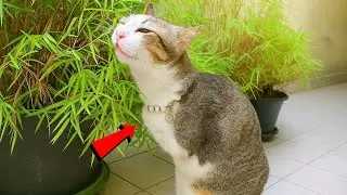 She Rescued a Disabled Cat and Transformed His Life With Love