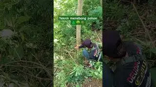 teknik menebang pohon yang benar ✅🌲🌳🌴 #tutorialmenebangpohon