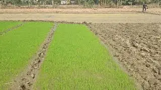 Green house effect in seed bed