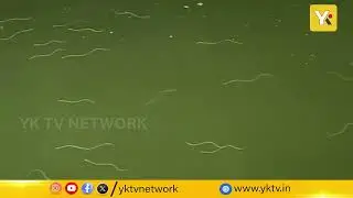 కృష్ణా నదిలో వందల పాములు ఈదుతూ దర్శనం! | Nagayalanka Rare Snake Visuals | Viral Video | #yktv