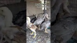 parrot beak chicks sale #bheemavaram #chicks #aseel