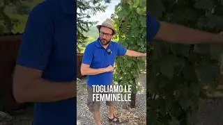 POTARE LA VITE: come fare la POTATURA VERDE ESTIVA