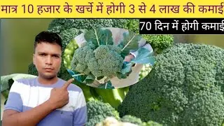 अगेती ब्रोकली की खेती कब और कैसे करें ! #broccolikikheti2025 ! Hari gobhi ki kheti 2025 !