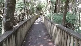 A H Reed Memorial Kauri Park: From the Canopy Walk to the Paranui Falls via the Waikoromiko Stream