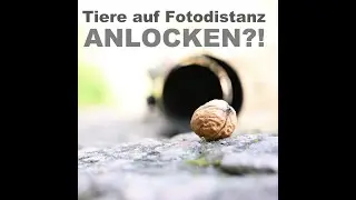 Anfütterung in der Wildtierfotografie