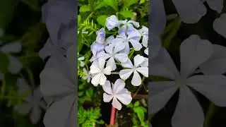 Mesmerising flowers from our 🪴 home garden&hellip; #village #nature #plants #blueflowers #love