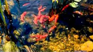 Pondteam