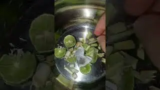 minuman peluntur lemak, berat badan auto turun #diet #shorts #kulinerindonesia