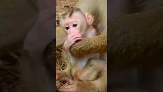 Why Mother Monkey Always Does Like This To Mama #cutemonkey #animals #shorts #monkey #cute