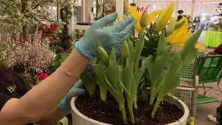 Tips for spring planters from Hicks Nurseries