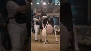 Competition Cow #VetVlogsChannel