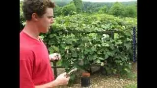 Using a Refractometer for measuring Brix in order to determine a plant's health .mpeg