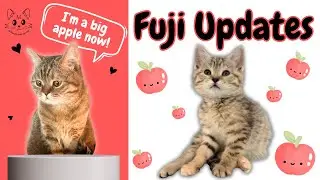 Fuji is no longer a baby kitten 🍎 | Foster Update