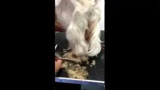 Cocker Spaniel Scissored 'Cat Foot' - Dogs Delight
