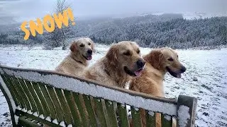 Golden Retrievers LOVE playing in the snow at Macclesfield Forrest | Drone shots | Scenic views