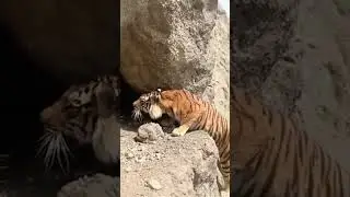 Tiger's Cliffside Encounter: Raw Handheld Footage