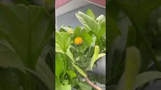 Flowers in hydroponic. #hydroponic #kitchengarden