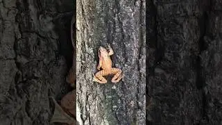 The Wood Frog Can Die and Come Back?! 🐸❄️ #facts #animals #viral