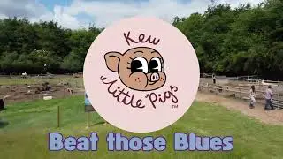 Beat the January Blues at Kew Little Pigs Farm