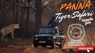Panna Tiger Safari Day-2, Hinauta Gate, Best Tiger Sighting Ever #pannatigerreserve #tigersafari