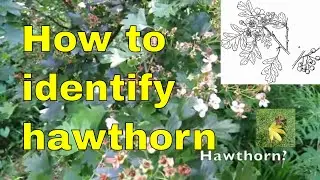 Tree id: Hawthorn - Crataegus monogyna - common hawthorn or single-seeded hawthorn, mayblossom