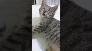 K&ouml;r kedi zafiş