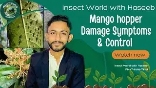 Mango Hopper (Amritodus spp.) &ndash; Life Cycle, Symptoms & Management 