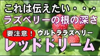 【ラズベリー・ブラックベリー栽培】ラズベリー・レッドドリームの根の深さについて
