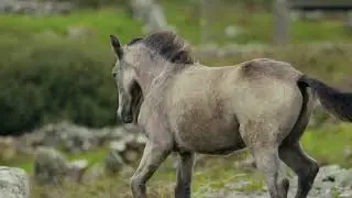 Relaxed Country Guitar &ndash; 1 Hour of Calming Lofi Western Vibes with Horses